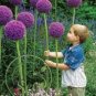 200 PCS Seeds Giant Allium Giganteum Colorful Flowers