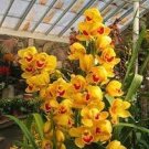 200 PCS Seeds Orchid Cymbidium Yellow Flowers Red Purple Tongue