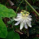 60 PCS Seeds Passiflora Purely White Flower
