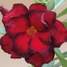 4 PCS Seeds Adenium Blackish Dark Red Desert Rose Flower