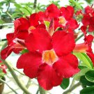 4 PCS Seeds Adenium Dark Red Moon Plant