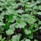 300 PCS Seeds Coriander Heirloom Chinese Parsley