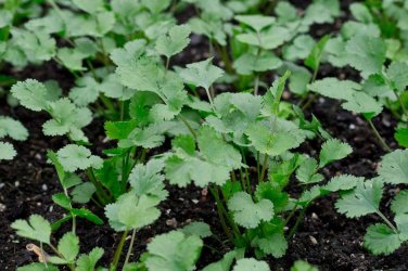 300 PCS Seeds Coriander Heirloom Chinese Parsley