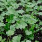 300 PCS Seeds Coriander Heirloom Chinese Parsley