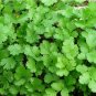 300 PCS Seeds Coriander Heirloom Chinese Parsley