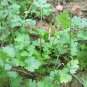 300 PCS Seeds Coriander Heirloom Chinese Parsley
