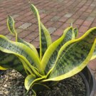 200 PCS Seeds Sansevieria trifasciata Bonsai Succulent Plants