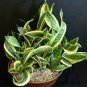 200 PCS Seeds Sansevieria trifasciata Bonsai Succulent Plants