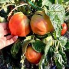 200 PCS Seeds Tomato Buratinorjs Light Orange Uniquely Shaped Fruit