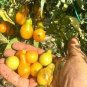 200 PCS Seeds Tomato Buratinorjs Light Orange Uniquely Shaped Fruit