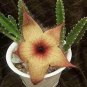 200 PCS Seeds Stapelia pulchella Seeds Stone Cactus