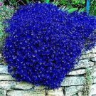 200 PCS Seeds Aubrieta cultorum Rock Cress