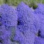 200 PCS Seeds Aubrieta cultorum Rock Cress