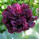 20 PCS Seeds Chinese Peony Seeds Mixed Red Pink Light Pink Purple Bicolor Flowers