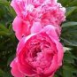 20 PCS Seeds Chinese Peony Seeds Mixed Red Pink Light Pink Purple Bicolor Flowers