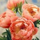 60 PCS Seeds Chinese Peony Tree Seeds Orangish Red Double Flowers