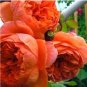 60 PCS Seeds Chinese Peony Tree Seeds Orangish Red Double Flowers