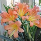 200 PCS Seeds Clivia Bonsai Cheap Clivia Potted Bonsai Balcony Flower