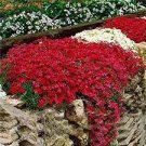 200 PCS Seeds Creeping Thyme Seeds Rock CRESS Ground Cover Flower