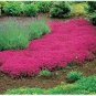 200 PCS Seeds Creeping Thyme Seeds Rock CRESS Ground Cover Flower