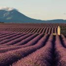400 PCS Seeds French Provence Lavender