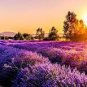 400 PCS Seeds French Provence Lavender