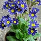 200 PCS Seeds Kasuki Fresh Evening Primrose Bonsai Seedlings Perennial