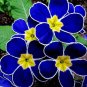 200 PCS Seeds Kasuki Fresh Evening Primrose Bonsai Seedlings Perennial