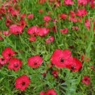 100 PCS Seeds Linum Grandiflorum Bonsai Plant