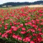 100 PCS Seeds Linum Grandiflorum Bonsai Plant