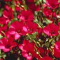 100 PCS Seeds Linum Grandiflorum Bonsai Plant