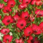 100 PCS Seeds Linum Grandiflorum Bonsai Plant
