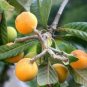 20 PCS Seeds Loquat Fruit Tree