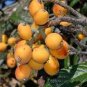 20 PCS Seeds Loquat Fruit Tree