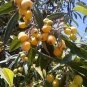20 PCS Seeds Loquat Fruit Tree
