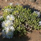 200 PCS Seeds Mesembryanthemum Crystallinum