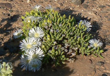 200 PCS Seeds Mesembryanthemum Crystallinum