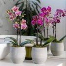 200 PCS Seeds Mini Orchid