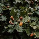 20 PCS Seeds Oak Tree