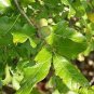 20 PCS Seeds Oak Tree