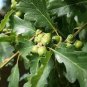 20 PCS Seeds Oak Tree