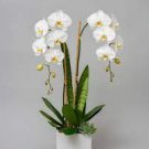 200 PCS Seeds Orchid Seeds White Double Flowers with