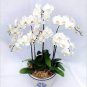 200 PCS Seeds Orchid Seeds White Double Flowers with
