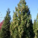 200 PCS Seeds Promotion Japanese Cedar Tree 200 PCS Seeds Promotion Japanese Cedar Tree