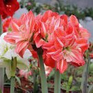 4 PCS Seeds Amaryllis Bulbs Black Red Golden Trible Color 4 PCS Seeds Amaryllis Bulbs Black Red Golden Trible Color
