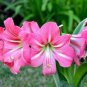 200 PCS Seeds Amaryllis Seed Not Bulbs Water Pink Color