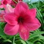 200 PCS Seeds Amaryllis Seed Not Bulbs Water Pink Color