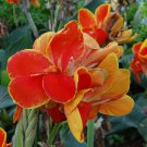 400 PCS Seeds Canna Lily Flore Outdoor Indoor