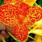 400 PCS Seeds Canna Lily Flore Outdoor Indoor