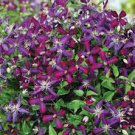 100 PCS Seeds Clematis Seeds Purple Flowers with Light Green Centre Flowers